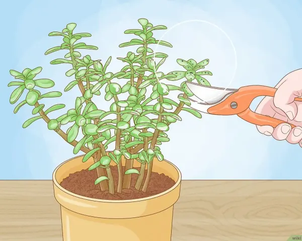 Podando un **árbol jade** en maceta. Una mano usa tijeras para cortar una rama de la planta suculenta.