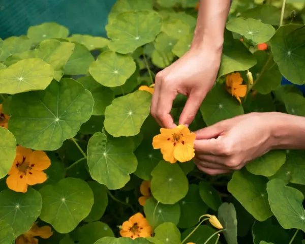 Hände pflücken eine leuchtend gelbe Kapuzinerkresseblüte inmitten üppiger grüner Blätter. Der ideale kapuzinerkresse standort ist sonnig.