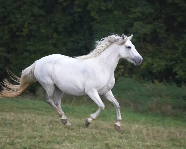 Un magnifique cheval blanc, symbole d'un élevage Connemara, galope dans un pré verdoyant, sa crinière au vent.
