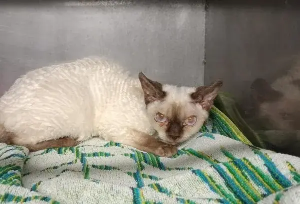 Choroby Devon Rex: Jak uniknąć problemów zdrowotnych u kotów?