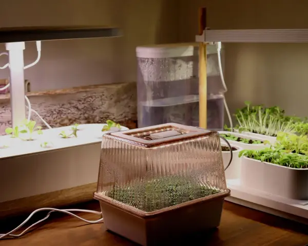 Odla stevia och andra örter i ett inomhusodlingssystem med LED-lampor. Små plantor växer i flera behållare under ljuset.