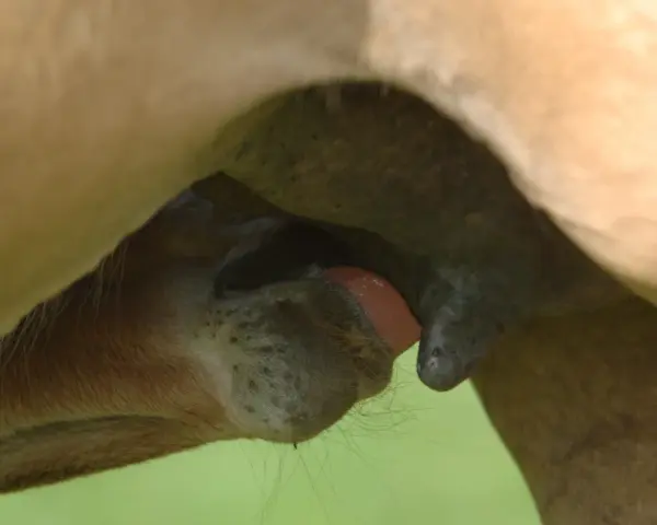 Un poulain tète le colostrum jument, un liquide vital pour son développement.