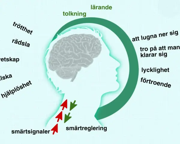 Diagram visar hur hjärnan tolkar smärtsignaler, påverkad av känslor som rädsla och ilska, vilket kan leda till problem med benhinnor.