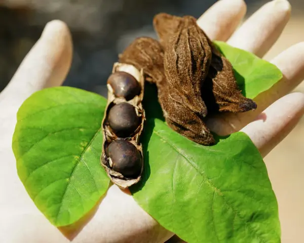 Gants blancs tenant des feuilles vertes et des gousses de mucuna pruriens, certaines ouvertes révélant des graines noires.