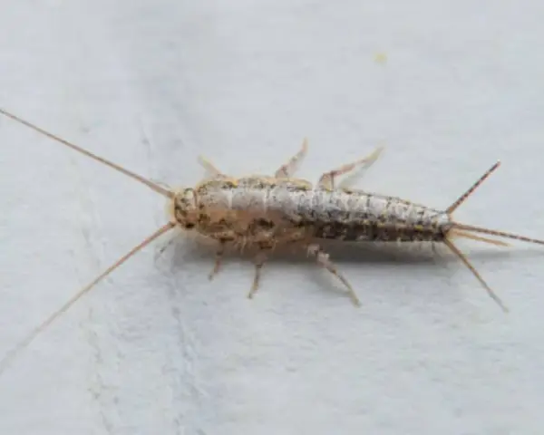 Una cucaracha plateada, con sus largas antenas y tres apéndices en la cola, se arrastra sobre una superficie blanca.