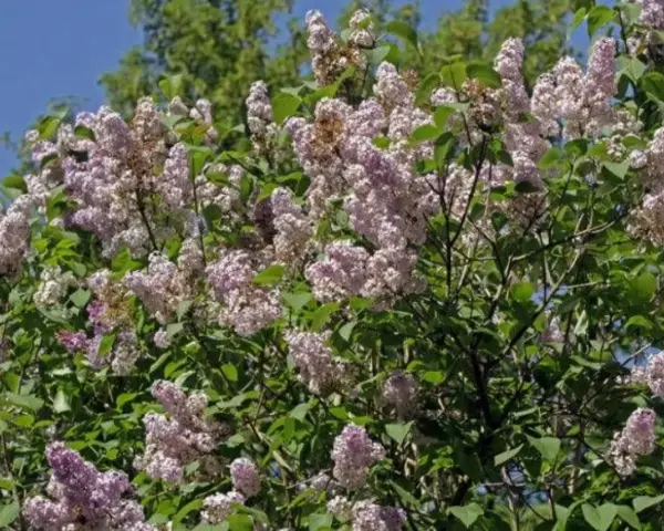 En frodig syrenbuske med lila blommor som väntar på att planteras.
