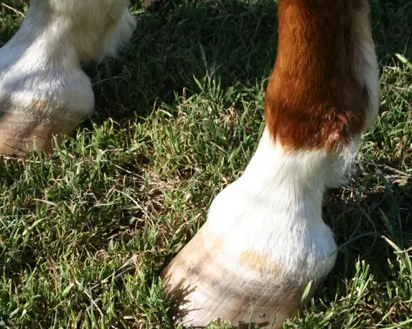Pieds de cheval dans l'herbe. Un boulet semble gonflé, un symptôme possible d'entorse.