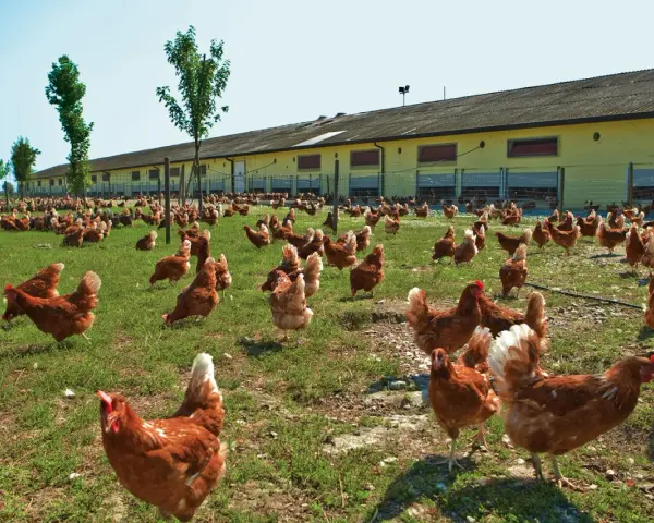 Un grande gruppo di galline allevate all'aperto razzola sull'erba verde davanti a un lungo edificio giallo.