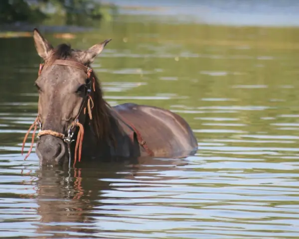 Un cheval brun, la tête hors de l'eau, se rafraîchit dans un lac. La **transpiration cheval** est évidente sur son pelage mouillé.