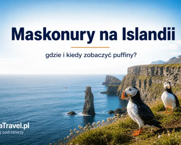 Maskonury na Islandii: zobacz, gdzie żyje ten uroczy ptak i kiedy najlepiej go obserwować na klifach.