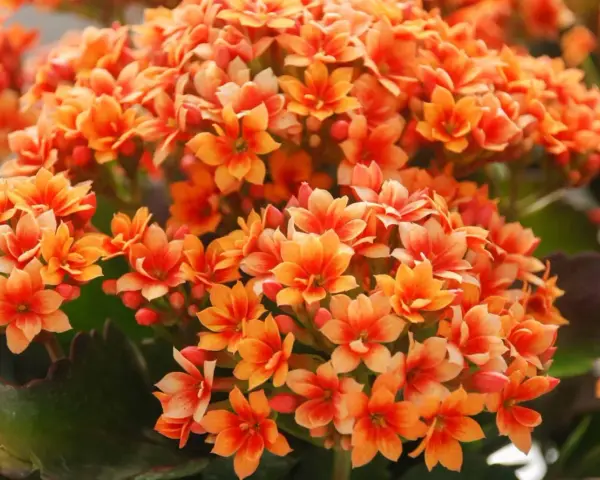 Un racimo vibrante de flores naranjas de kalanchoe planta, con pétalos delicados y hojas verdes oscuras.