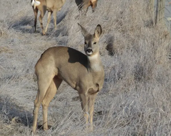 Un chevreuil de France, aux aguets dans un champ givré, observe attentivement les environs.