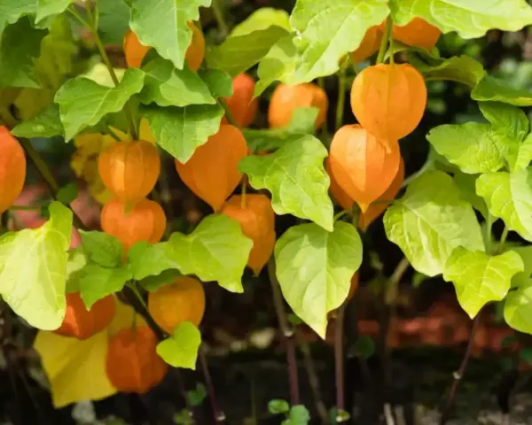 Pomarańczowe lampiony miechunki peruwiańskiej wśród zielonych liści.