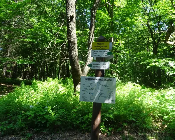 Leśny drogowskaz szlaków turystycznych z mapą i informacjami o trasach.