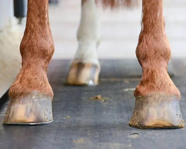 Gros plan sur les sabots ferrés d'un cheval. Le fer protège le sabot de l'usure, répondant à la question : a quoi sert de ferrer un cheval.