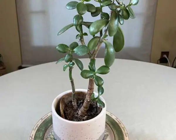Una planta de jade con hojas carnosas y verdes, en una maceta blanca sobre una mesa.