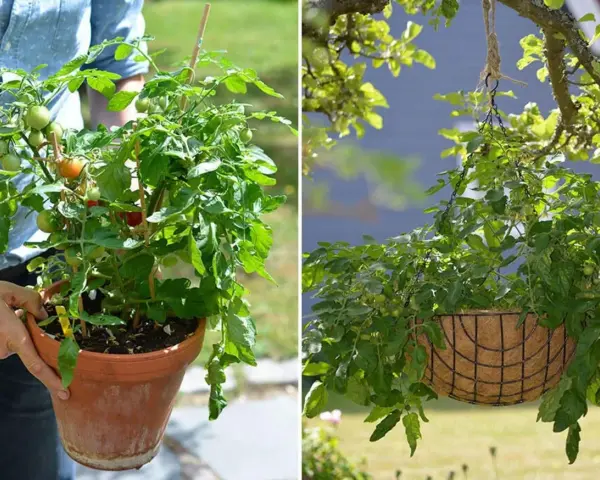 Tomatplantor i kruka och ampel. Perfekt för att odla egna tomater, även om temperaturen varierar.