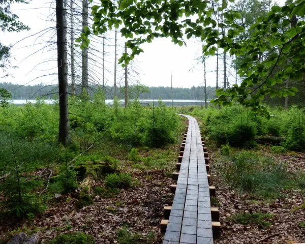 Rezerwat przyrody Kurze Grzędy – tajemnice unikalnej bioróżnorodności