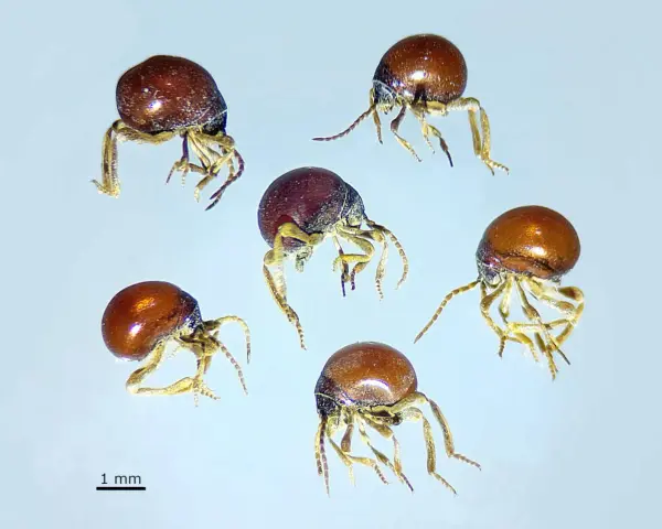 Cinco pequeños escarabajo araña, con cuerpos redondos y brillantes, se mueven sobre un fondo claro.