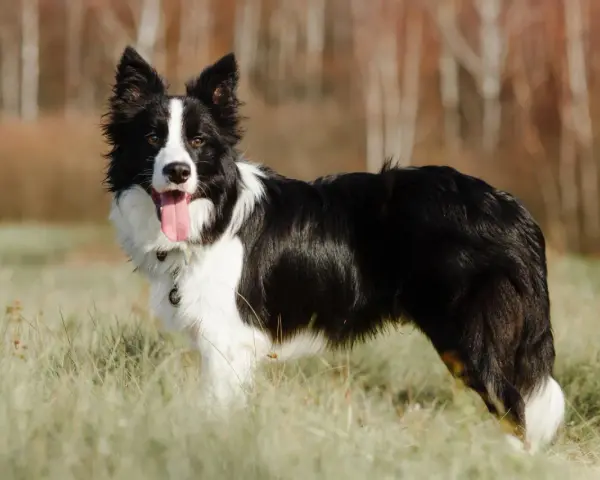 Border collie opinie właścicieli: ten pies jest inteligentny, energiczny i kochany. Idealny towarzysz dla aktywnych osób.
