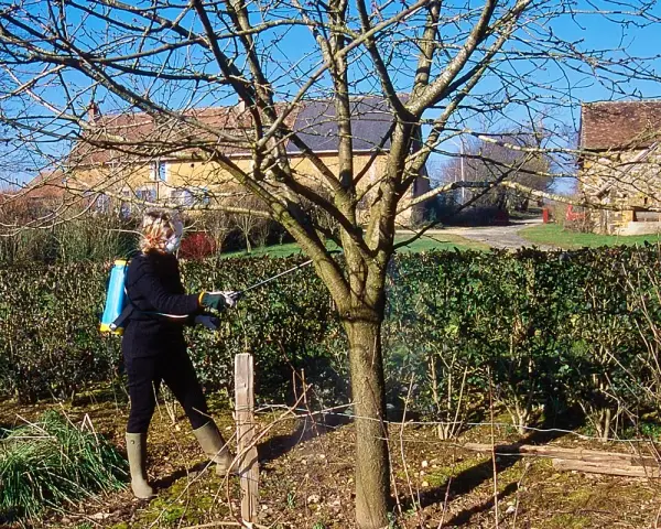 Une personne effectue un traitement sur un jeune arbre, probablement un cerisier, avec un pulvérisateur à dos.