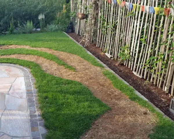 Braune Flecken im Rasen deuten auf zu viel Stickstoff hin. Der Rasen ist ungleichmäßig grün und braun, mit einem Steinweg daneben.