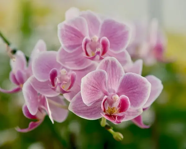 Delikatny, różowy orchidea kwiat w pełnym rozkwicie, otoczony zielenią.