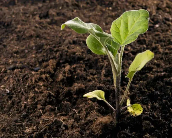 Giovane piantina di melanzana che spunta dal terreno fertile. Inizia il periodo melanzane, promessa di futuri frutti.