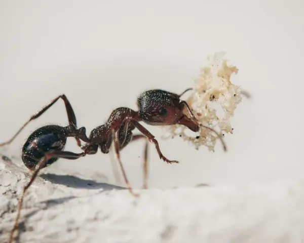 Una hormiga carga un trozo de hoja seca, como si fuera un tesoro. Las hormigas son trabajadoras incansables.