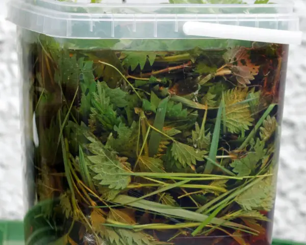 Przezroczyste wiadro wypełnione po brzegi zielonymi liśćmi pokrzywy i trawą, przygotowywany naturalny nawóz z pokrzywy.