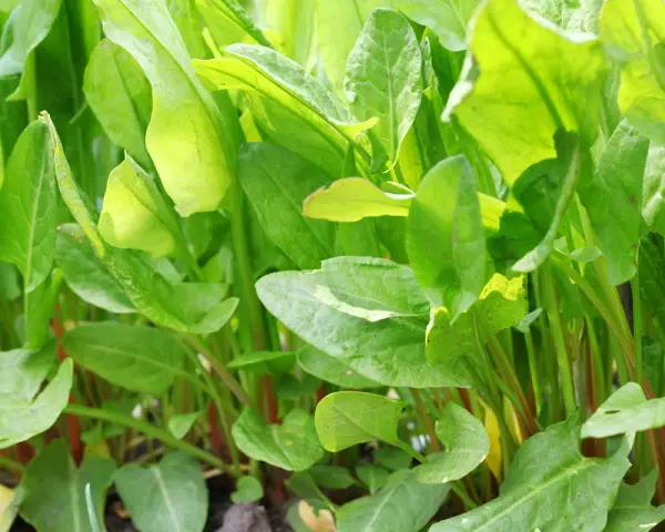 Foglie verdi e lucide di acetosa selvatica, con steli rossastri che emergono dal terreno.