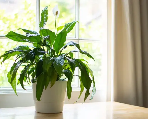 Planta de interior con flor blanca junto a una ventana, ideal para dar vida a las plantas para oficina.