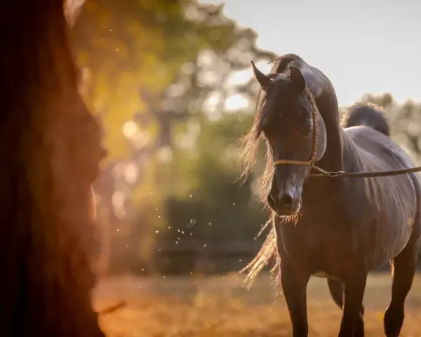 Un magnifique cheval pur sang arabe, au pelage sombre, se tient dans un champ doré baigné de soleil.