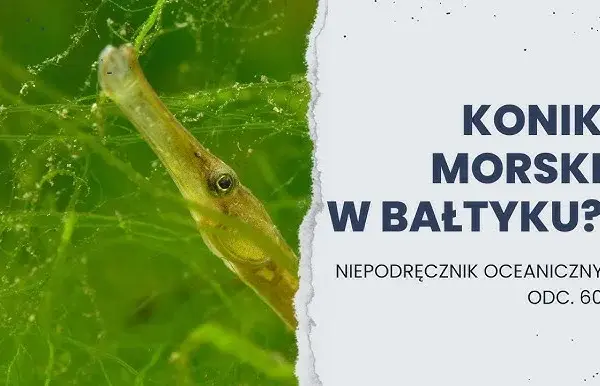 Koniki morskie w Bałtyku? Rozwiewamy wątpliwości! Prawda o igliczni