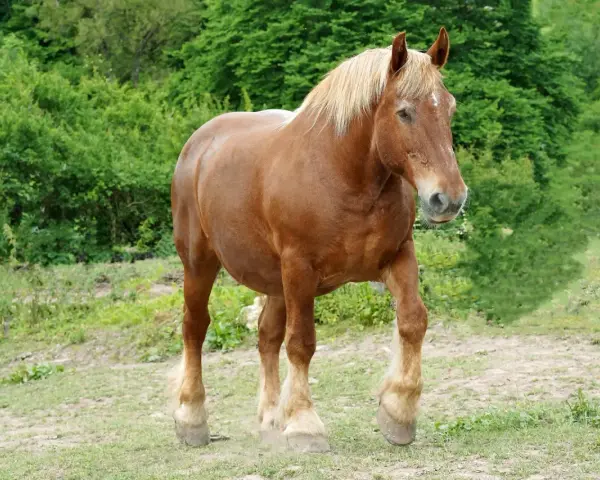 Un majestueux cheval comtois, robe alezane, crinière blonde, se promène dans un pré verdoyant.