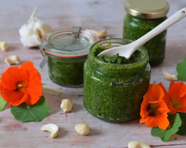 Frisches Kapuzinerkresse Pesto in Gläsern, umgeben von Kapuzinerkresseblüten, Cashewkernen und Knoblauch.