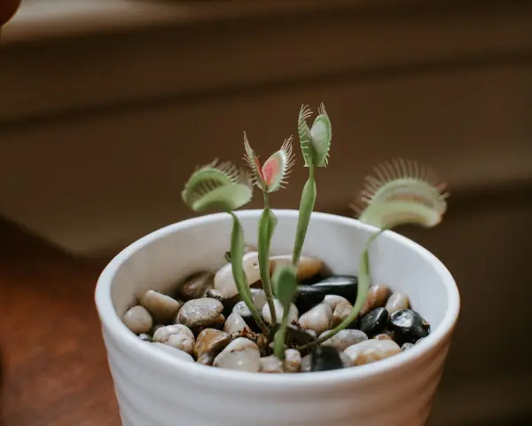 Planta carnívora en maceta blanca con piedras. Sus trampas rojas y verdes listas para cazar. Cuidados básicos para tu planta carnívora.
