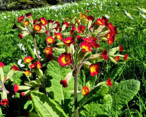 En klunga röda och gula primula utomhus i en grönskande äng, med små vita blommor i bakgrunden.