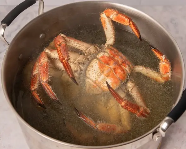 Buey de mar cocinándose en una olla grande con agua hirviendo.