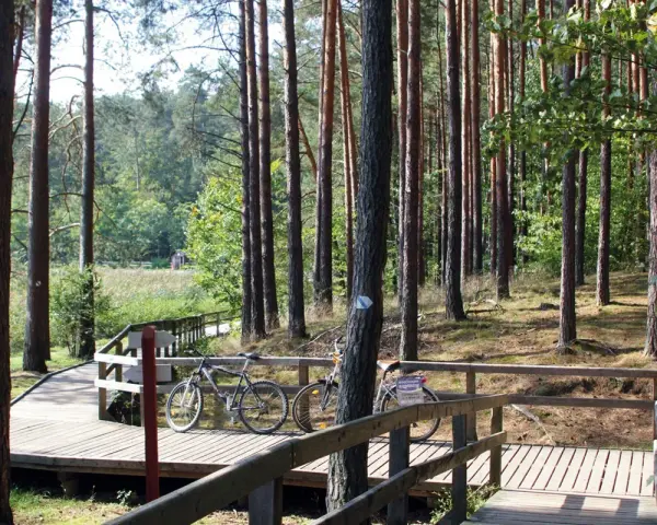 Dwie rowery czekają na przygodę na drewnianej kładce. Trasa rowerowa Roztocze zaprasza do odkrywania leśnych zakątków.