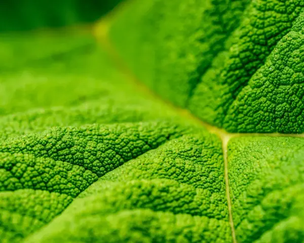 Photo macro d'une feuille verte aux textures riches. Les nervures et les minuscules bosses créent un paysage miniature fascinant.