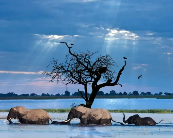 Trzy słonie brodzą w wodzie pod dramatycznym niebem. To niesamowite **botswana ciekawostki** o dzikiej przyrodzie.