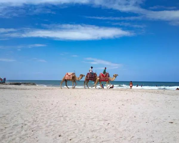 Djerba czy warto jechać? Piękna plaża, błękitne niebo i wielbłądy na piasku. Idealne miejsce na wakacje.