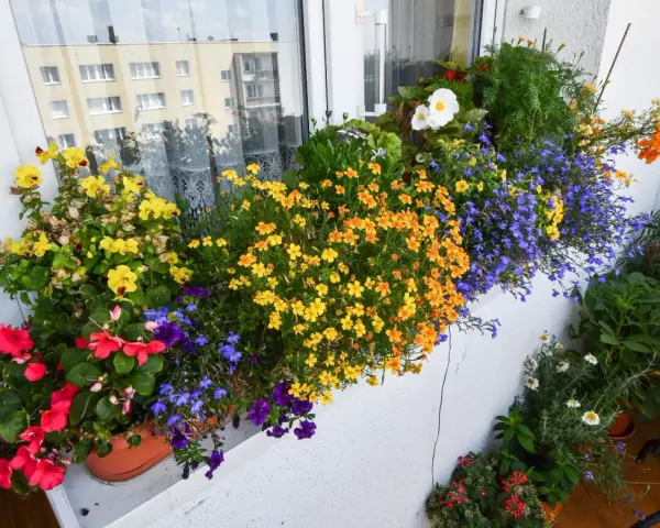 Kolorowe kwiaty na balkonie w kwietniu: żółte, pomarańczowe, czerwone i niebieskie. Idealne jakie kwiaty na balkon w kwietniu.
