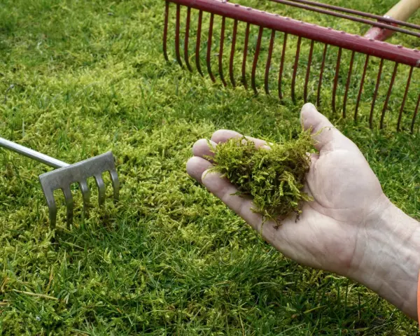 Dłoń trzyma kępkę mchu, obok grabie i małe narzędzie do pielęgnacji trawnika. Widać gęsty, zielony mech w ogrodzie.