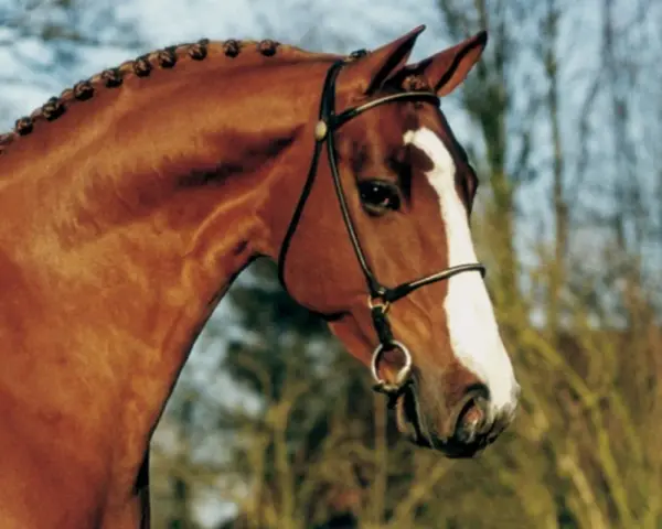 Le magnifique tangelo van de zuuthoeve, un cheval bai avec une crinière tressée, porte une bride élégante.