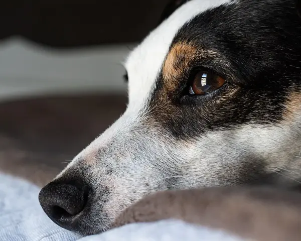 Smutny jack russell długowłosy leży, patrząc w dal.