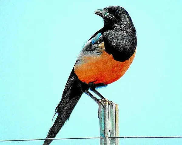 Pájaro urraca de plumaje negro y naranja brillante, posado sobre un poste contra un cielo azul claro.