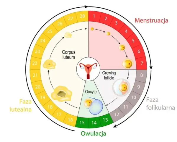 Cykl menstruacyjny: owulacja wypada ok. 14 dni po okresie, w fazie folikularnej, po niej następuje faza lutealna.