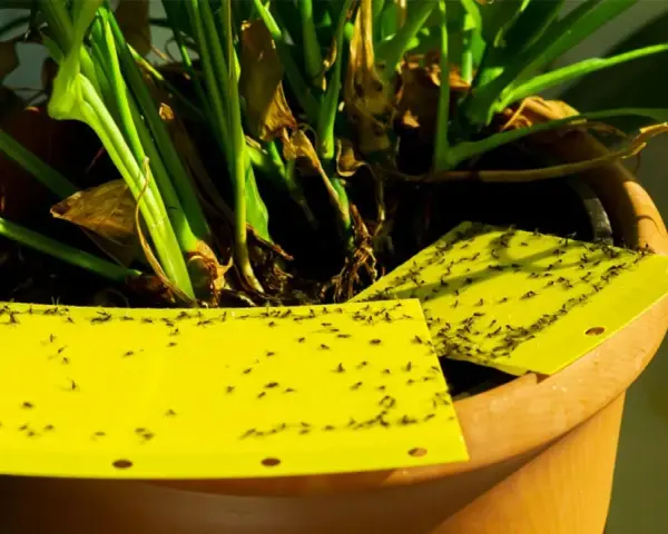 Trampas amarillas pegajosas cubiertas de moscas del sustrato, colocadas en una maceta con plantas.